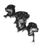 SOS - Rottweiler in Not