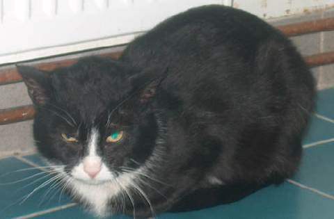 Zuhause gesucht: Paulus - Katze - ID: 9158 bei http://ZERGportal.de