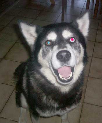 24+ Malamute Husky Charakter