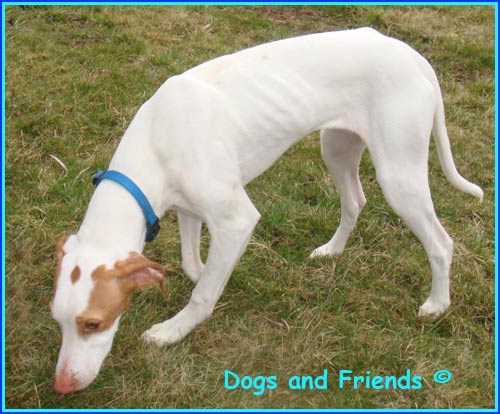 Happy End Anny, Podenco-Pointer Mix (Notfall/Welpe ...