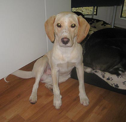 Get Beagle Mix Charakter