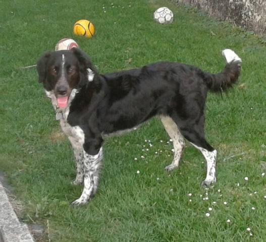 Hund richtig kennenlernen