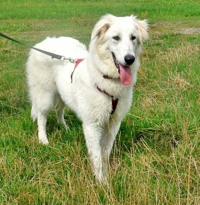 Happy End ELISABETTA, Weißer Schäferhund Mix (Hündin) Zuhause gefunden TierbestandsbuchArchiv