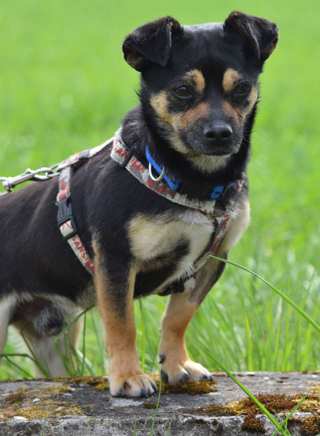 Hund, CHUCKY Chihuahua/MopsMischling ca. Oktober 12 geboren sucht
