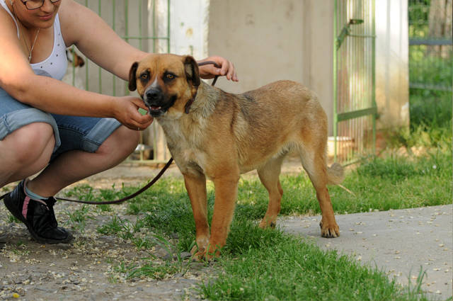 Hund, Emily Tötung ab dem 16.06.2015 Mischling geb. ca. 09/2012