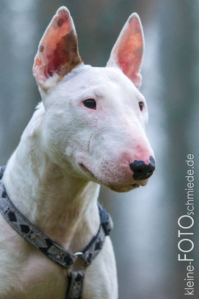 Bullterrier Tierheim Bullterrier Tierheim