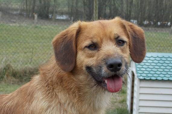 Hund, Peter Pan Mischling ca. 01.01.2014 sucht neues Zuhause