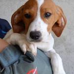 Anzeige Sigrun – als Hundekind sc lesen