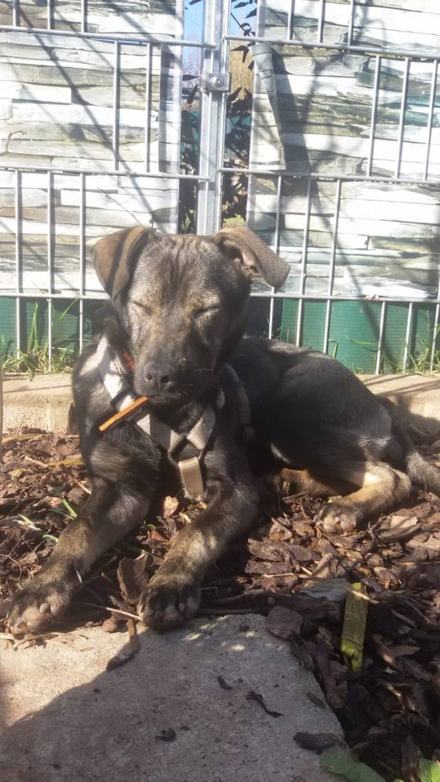 Couch Gesucht Hundevermittlung Datenbank Fur Hunde In Not