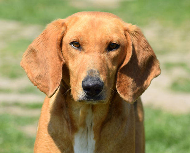 Couch Gesucht Hundevermittlung Datenbank Fur Hunde In Not