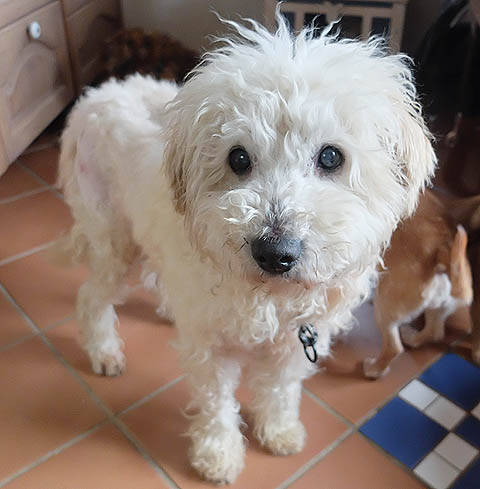 Couch Gesucht Hundevermittlung Datenbank Fur Hunde In Not