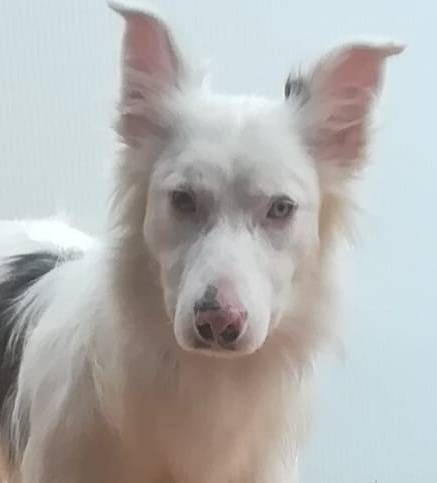 Couch Gesucht Hundevermittlung Datenbank Fur Hunde In Not