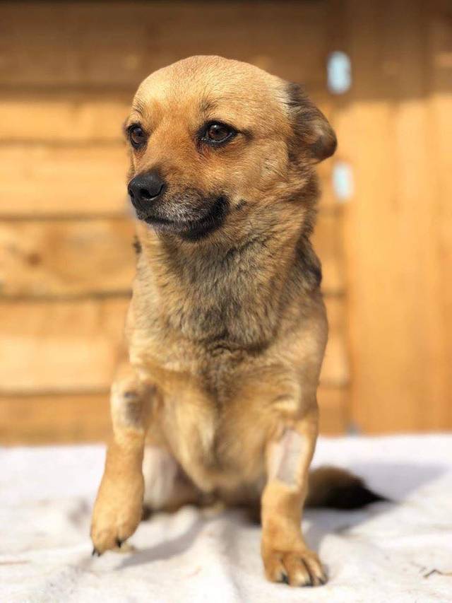 Couch Gesucht Hundevermittlung Datenbank Fur Hunde In Not