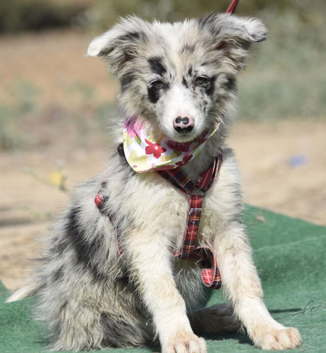 Border Collie Sucht Dringend Neues Zuhause Hund, THEMIS - Border-Collie-Mischling ca. April 2021 geboren - sucht
