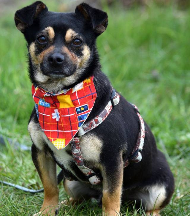 Hund, CHUCKY Chihuahua/MopsMischling ca. Oktober 12 geboren sucht