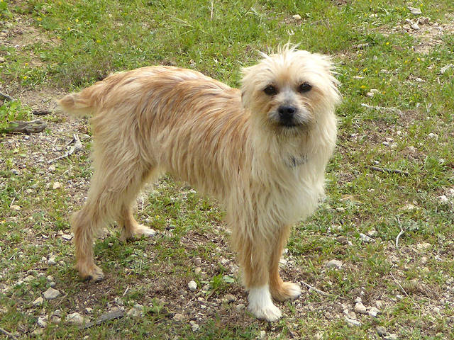 Featured image of post Charakter Terrier Mischling