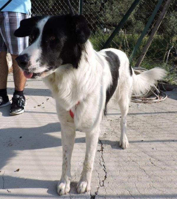 Sie sucht ihn mit hund