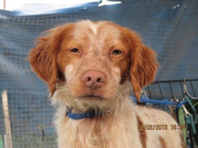 Hund, Alf BretonenSpaniel ca. Februar 2013 geboren sucht neues Zuhause