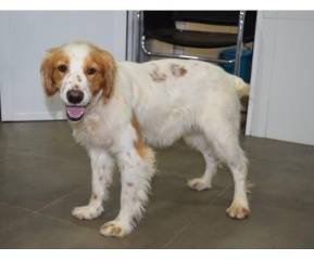 tierliebe frau sucht mann tierliebe frau sucht mann