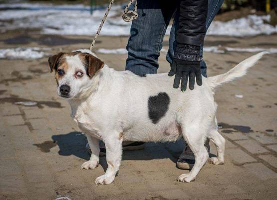 Hund, Bence von kettenlos Mischling 2015 (geschätzt) sucht neues