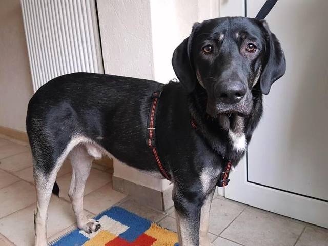 Couch Gesucht Hundevermittlung Datenbank Fur Hunde In Not