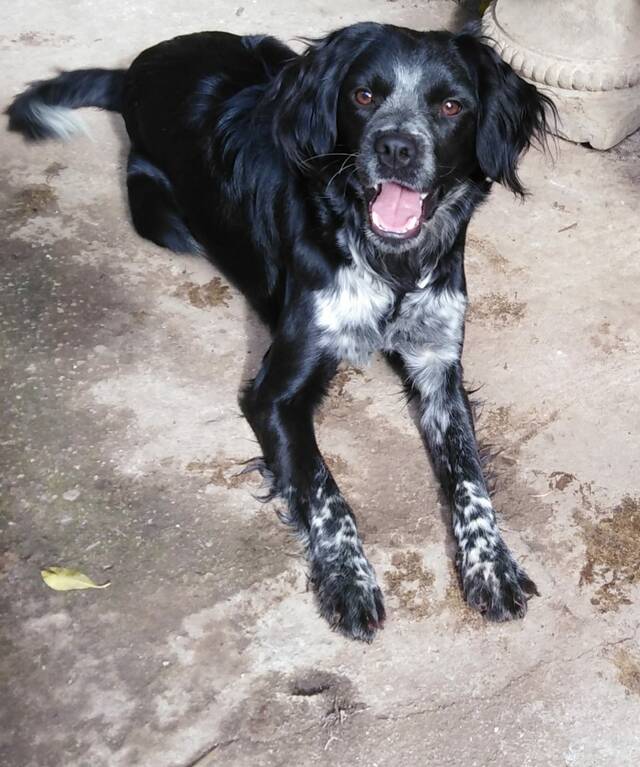 Hund, Luna Bretonen Setter Mix 01.04.2020 sucht neues Zuhause