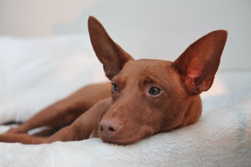 Featured image of post Podenco Andaluz Charakter
