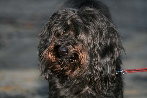 10+ Tibet Terrier Mix Charakter