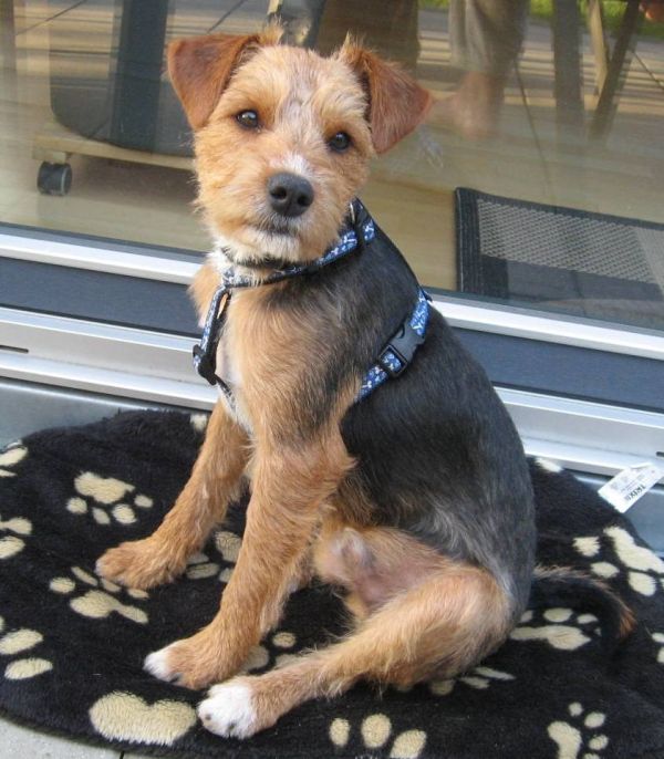 Happy End RUDY, Welsh-Terrier-Mix (Rüde) - Zuhause ...