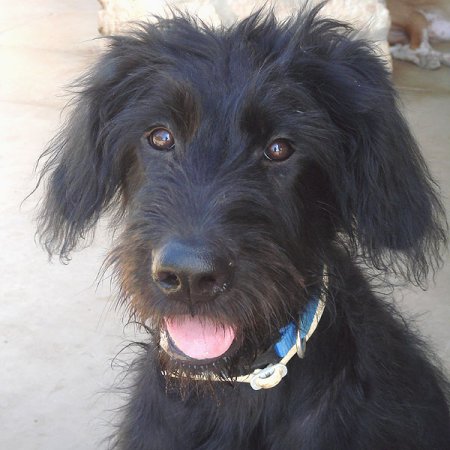 Riesenschnauzer Mischling Riesenschnauzer Mischling