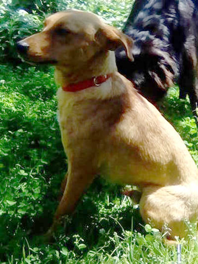 Sie sucht ihn mit hund