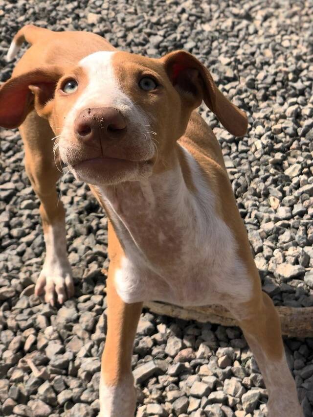 Lou Podenco Canario Welpe N Sucht Ein Zuhause Tierhilfe