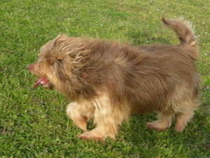hunde drogen notfall hilfe hunde drogen notfall hilfe