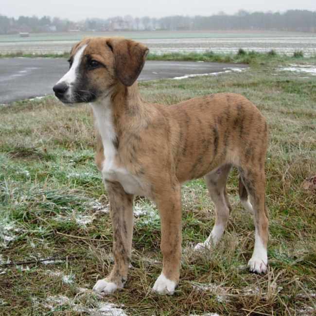 Happy End Duyo, Galgo español (Welpe(n)) Zuhause gefunden
