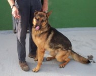 hunde%20164%20klein-2.jpg