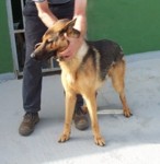 hunde%20167%20klein-2.jpg