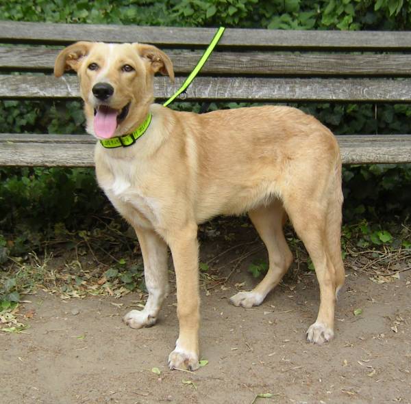 Happy End Lupo, Podenco Golden Retriever Mix (Welpe(n)) - Zuhause