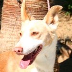 Veikko