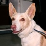 Sookie