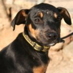 Dalila