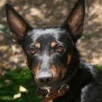 Ringo