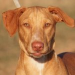 Gorko