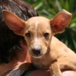 Estrella