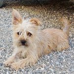 Luca