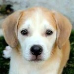 Koda