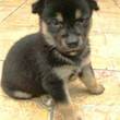 Anzeige Rocco lesen