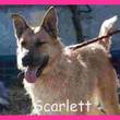 Anzeige Scarlet lesen