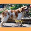 Anzeige Larry lesen