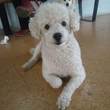 Billy
