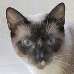 Gloria